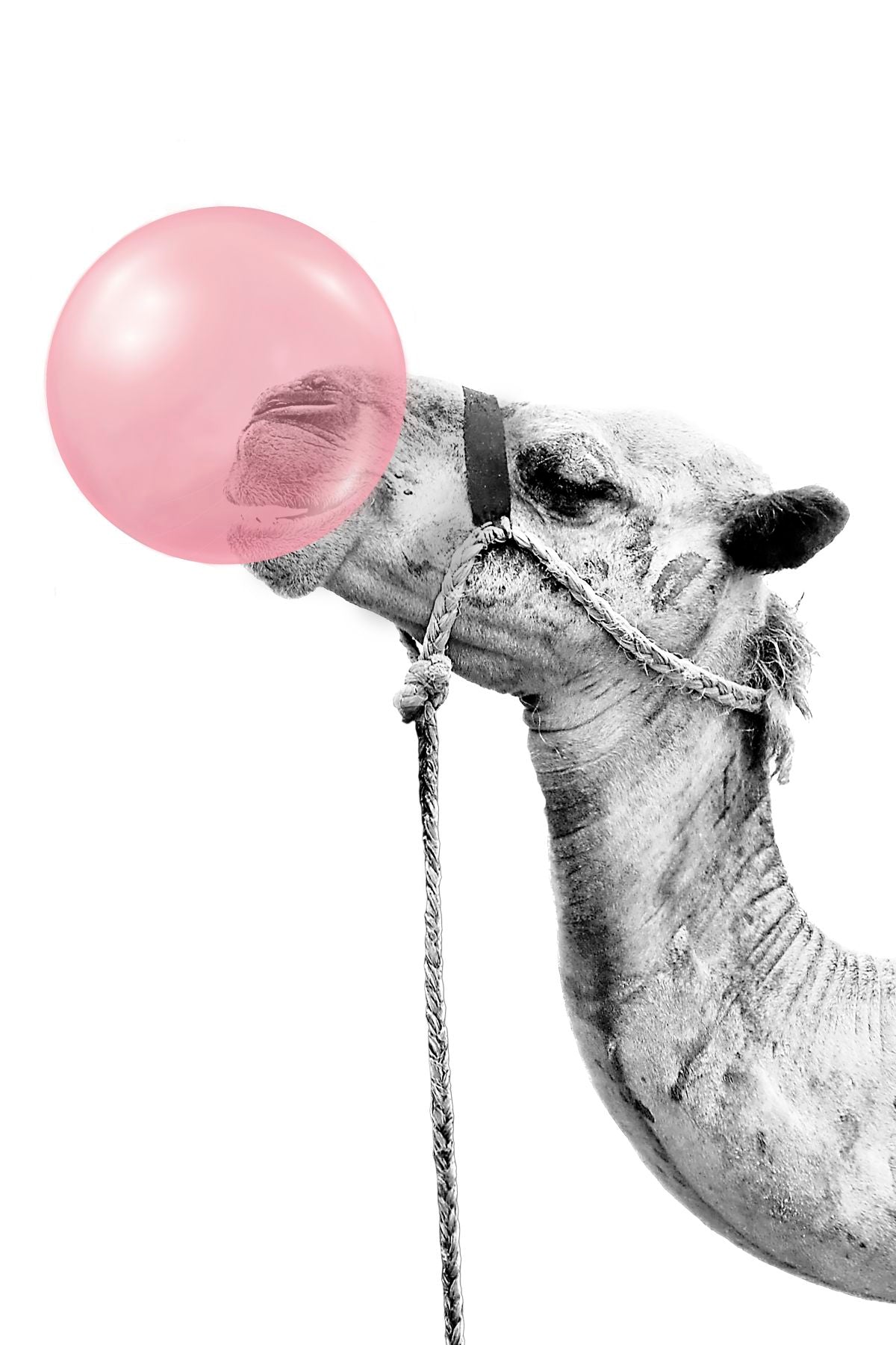Pop Bubble Gum Camel