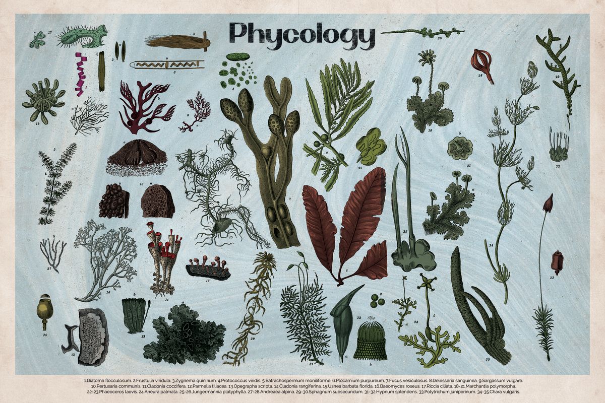 Phycology Chart