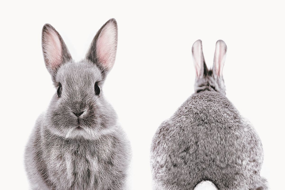 Rabbit Front And Back Portrait