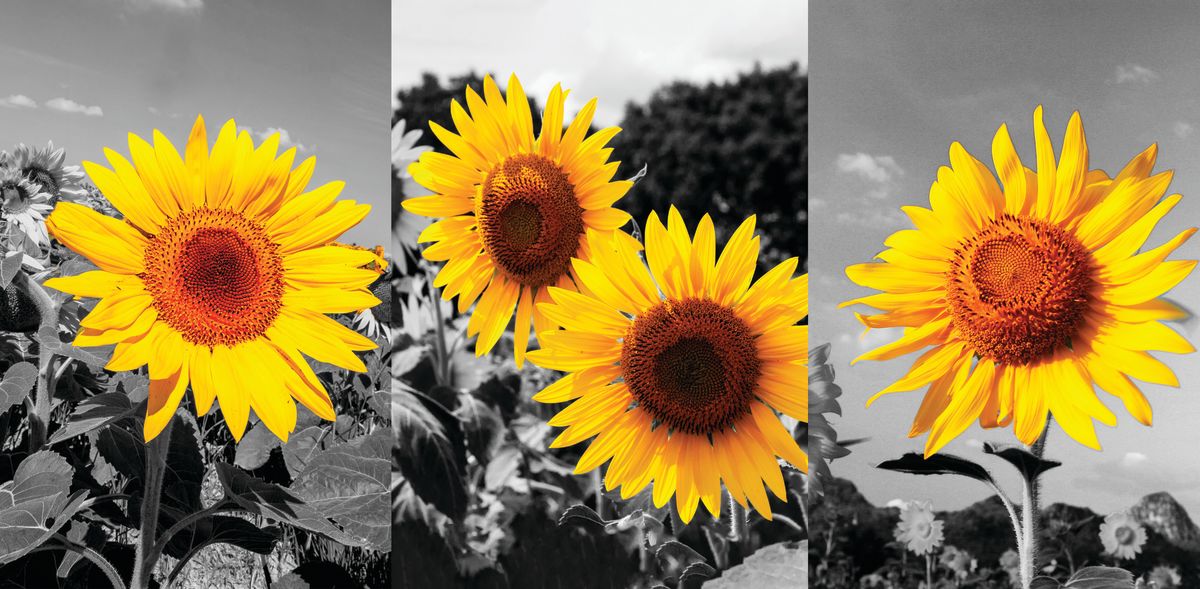 Sunflower Triptych Pop