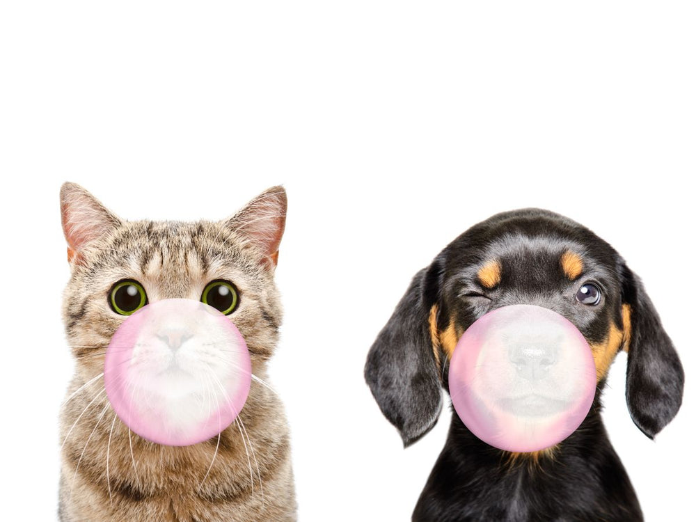 Two Bubble Gum Pets
