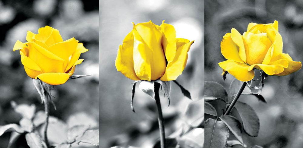 Yellow Garden Roses Pop Set
