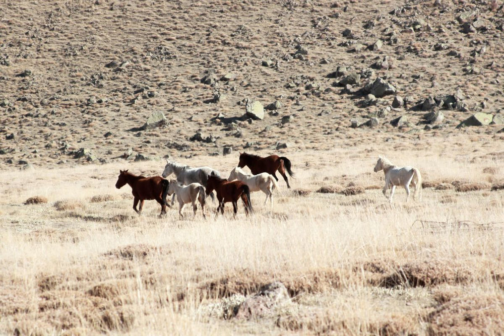 Mustangs In A Rocky Landscape