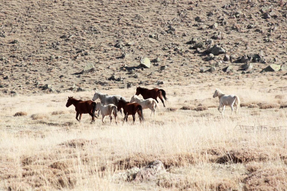Mustangs In A Rocky Landscape