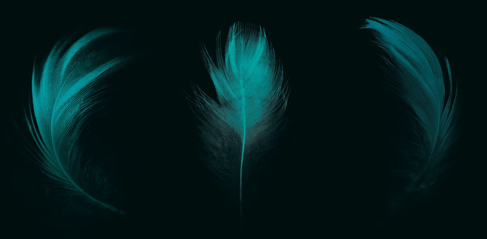 Teal Feathers Pop