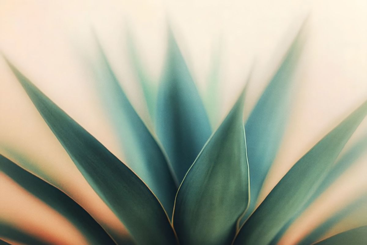 Century Plant