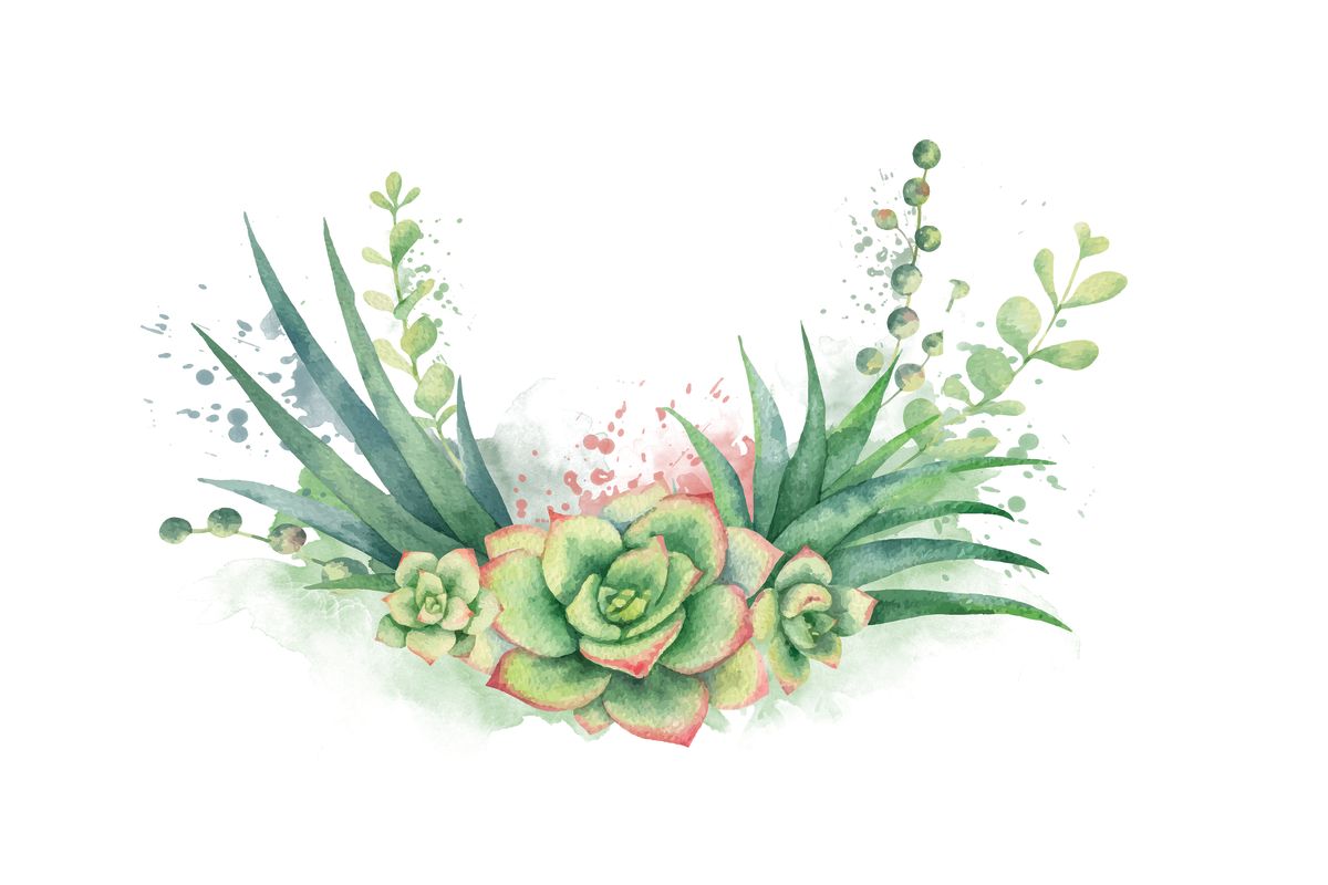 Succulent Arrangement Splatter