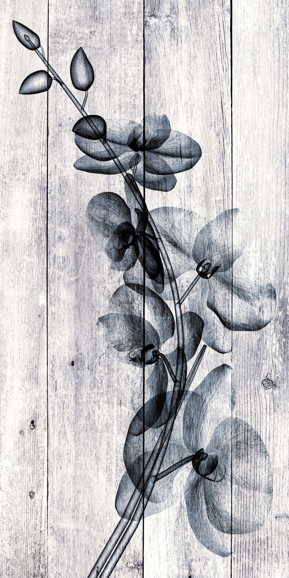 Orchids On Wood