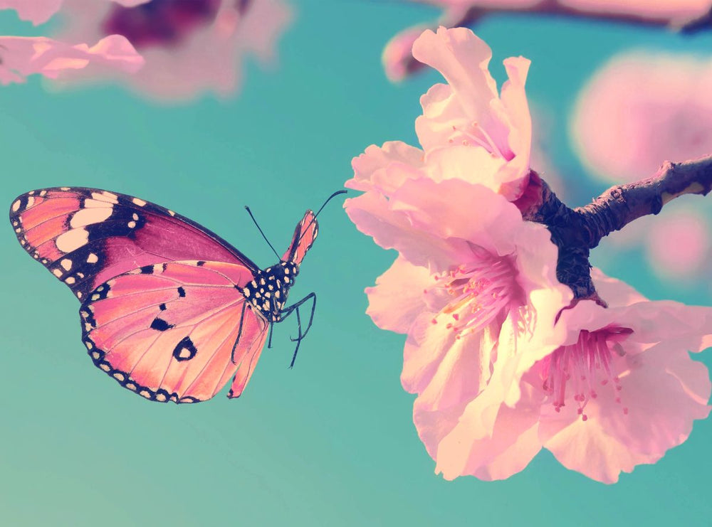 Sakura Pink Butterfly