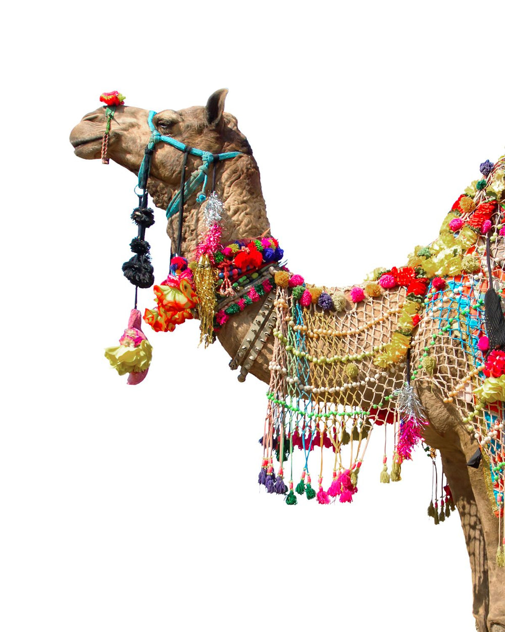 Traditional Camel