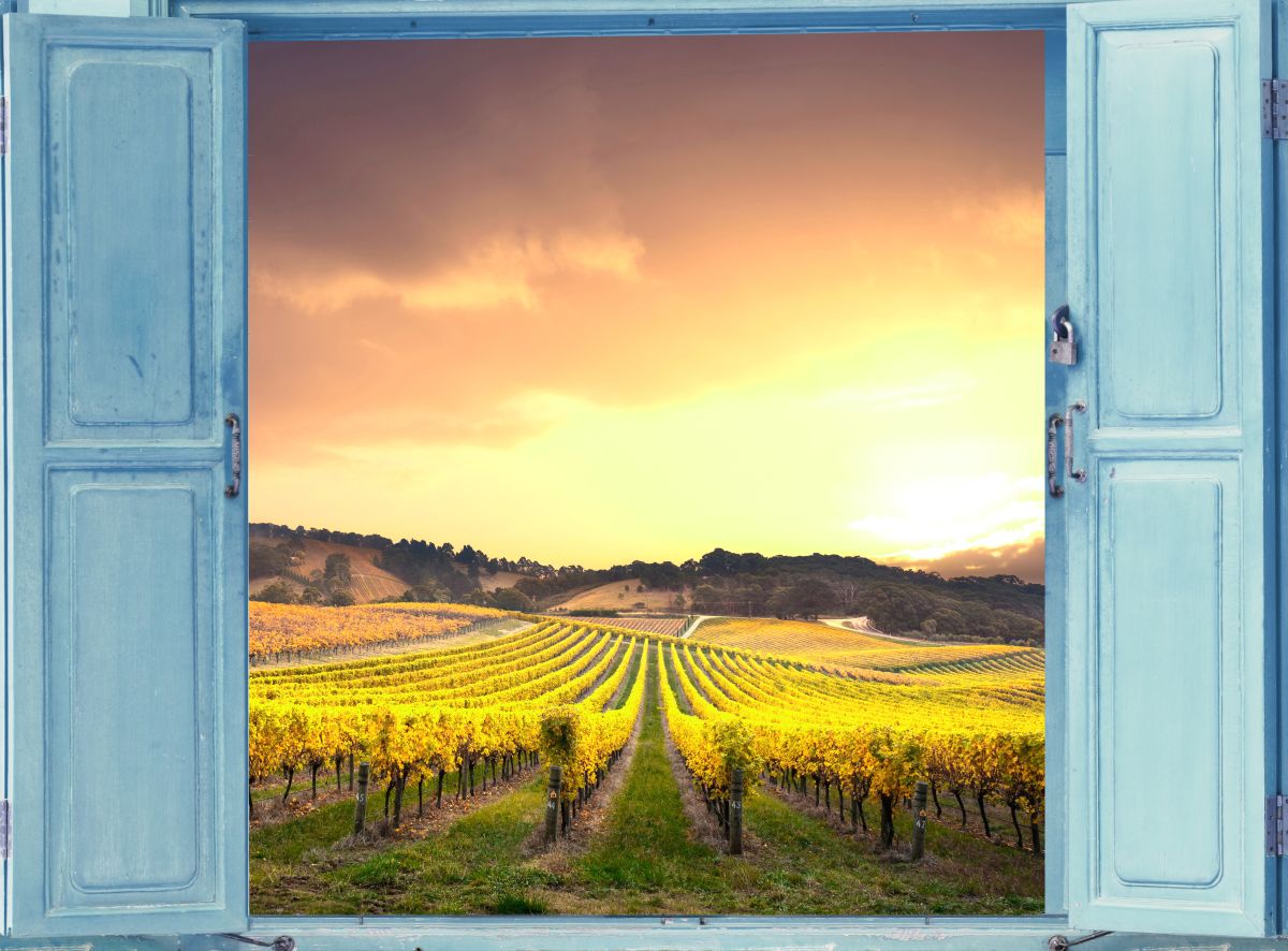 Window To A Vineyard