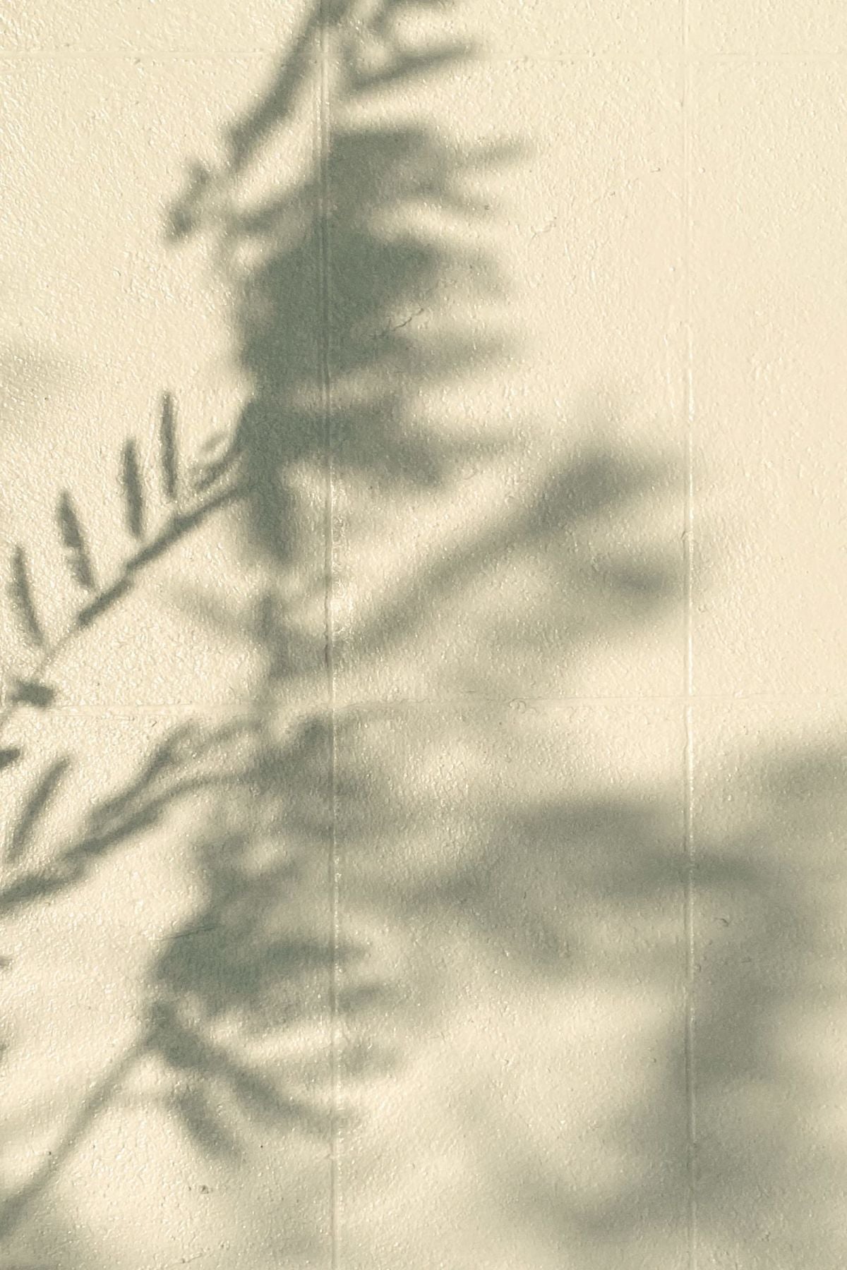 Leaves Shadows