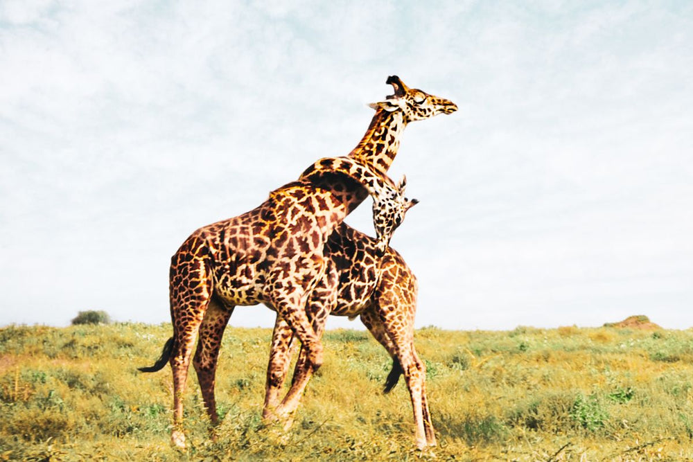 Giraffes Hugging