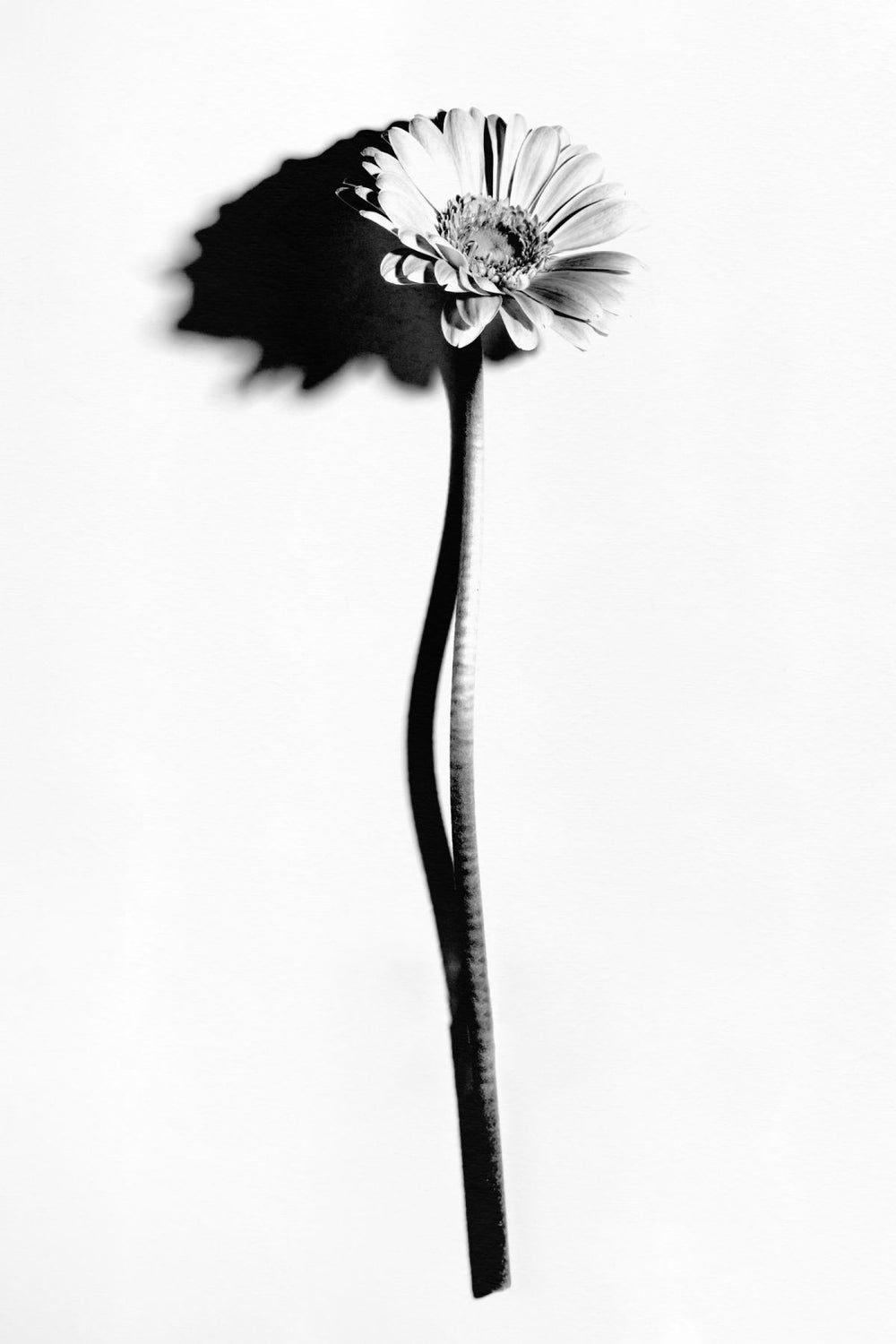 Monochrome English Daisy