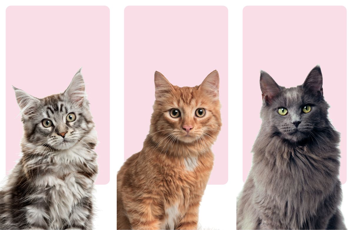 Cat Breed Colors