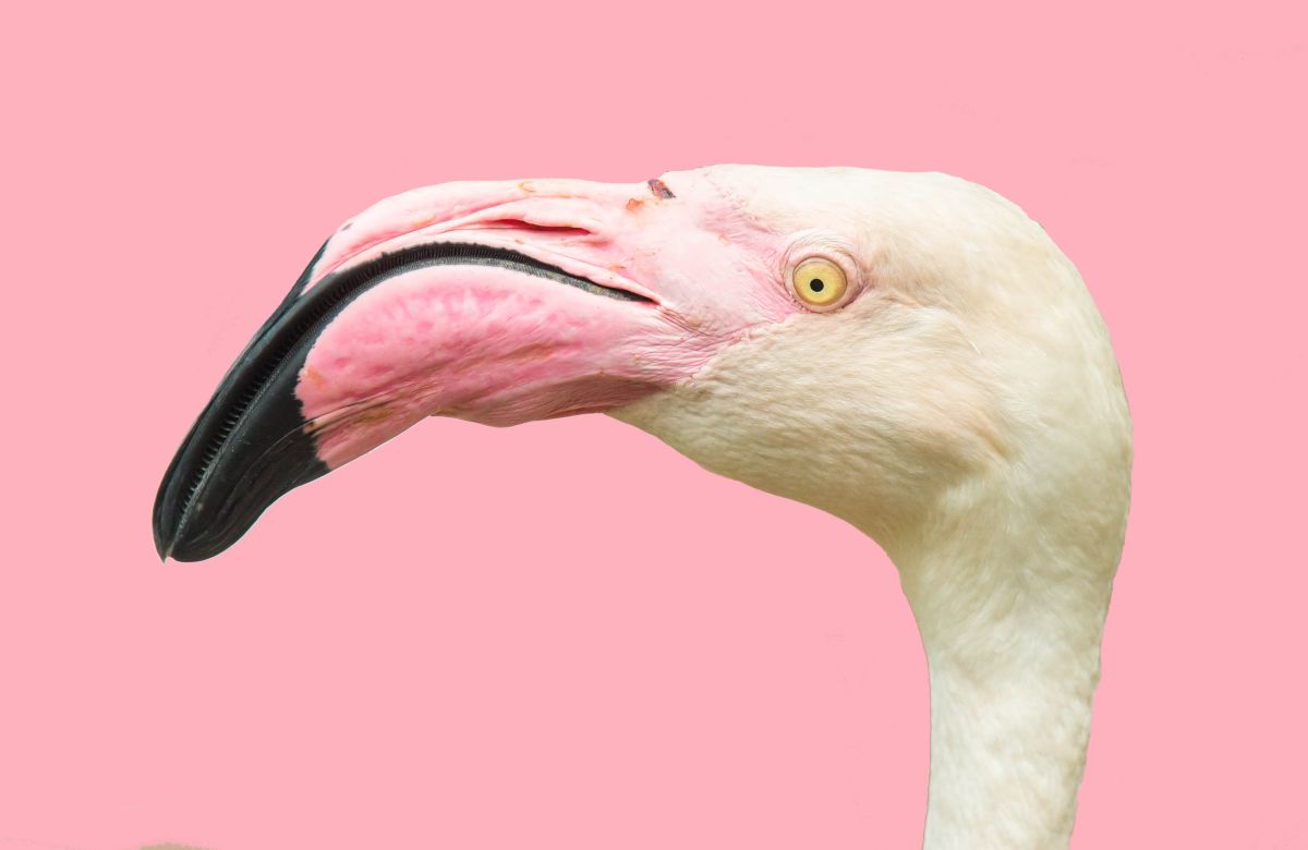 Flamingo With Pink Beak