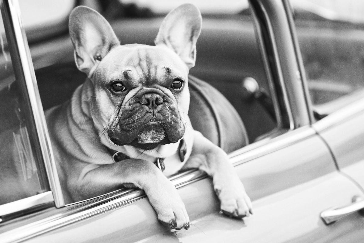 Bulldog In Car