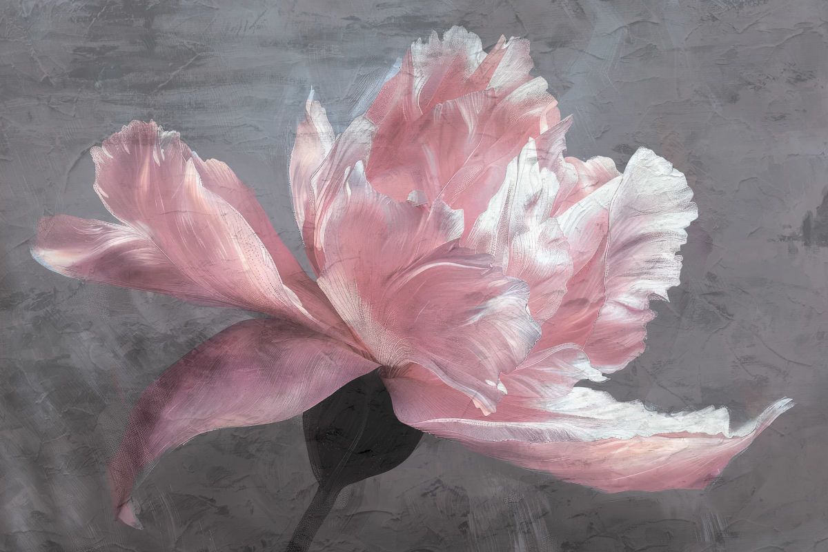 Soft Blush Peony I