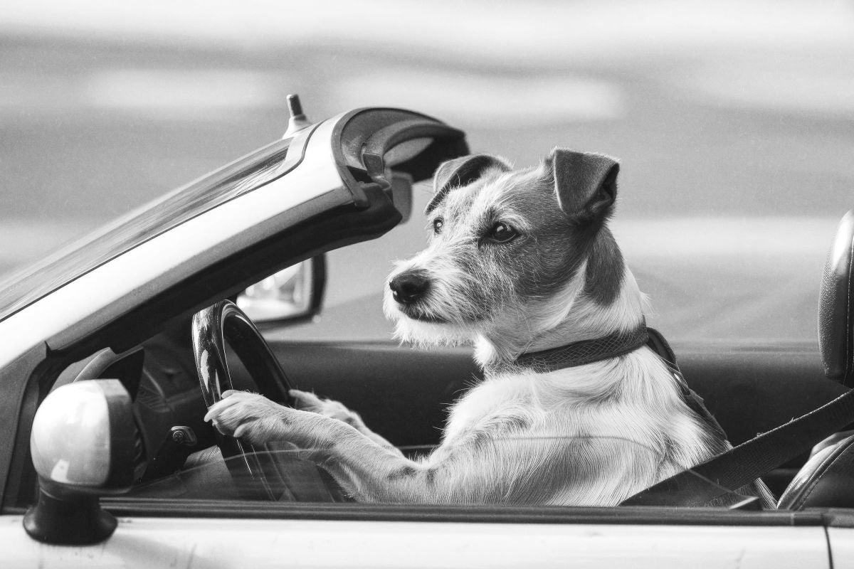 Driving Jack Russell