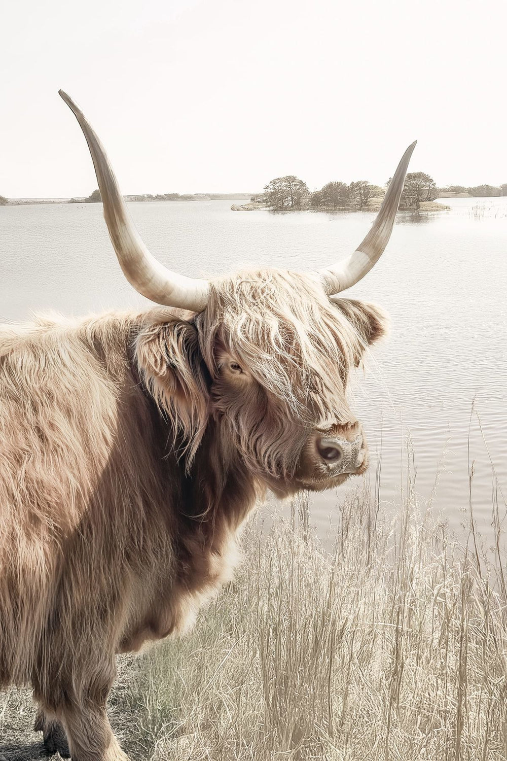 Observant Highland Cow