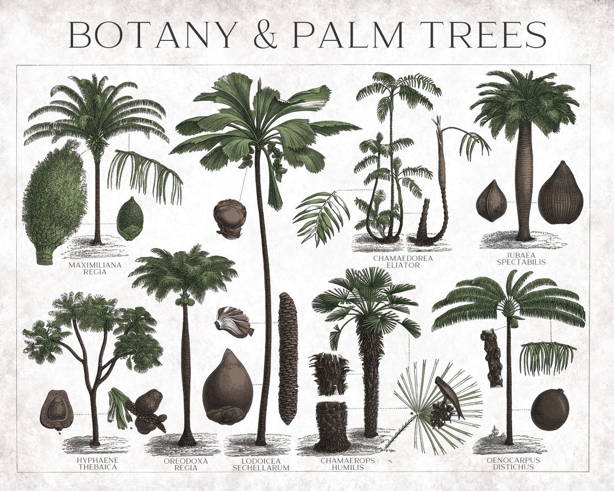 Botany And Palm Trees Chart