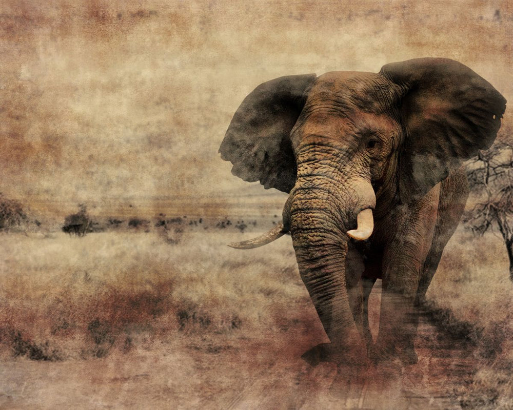 Native African Elephant