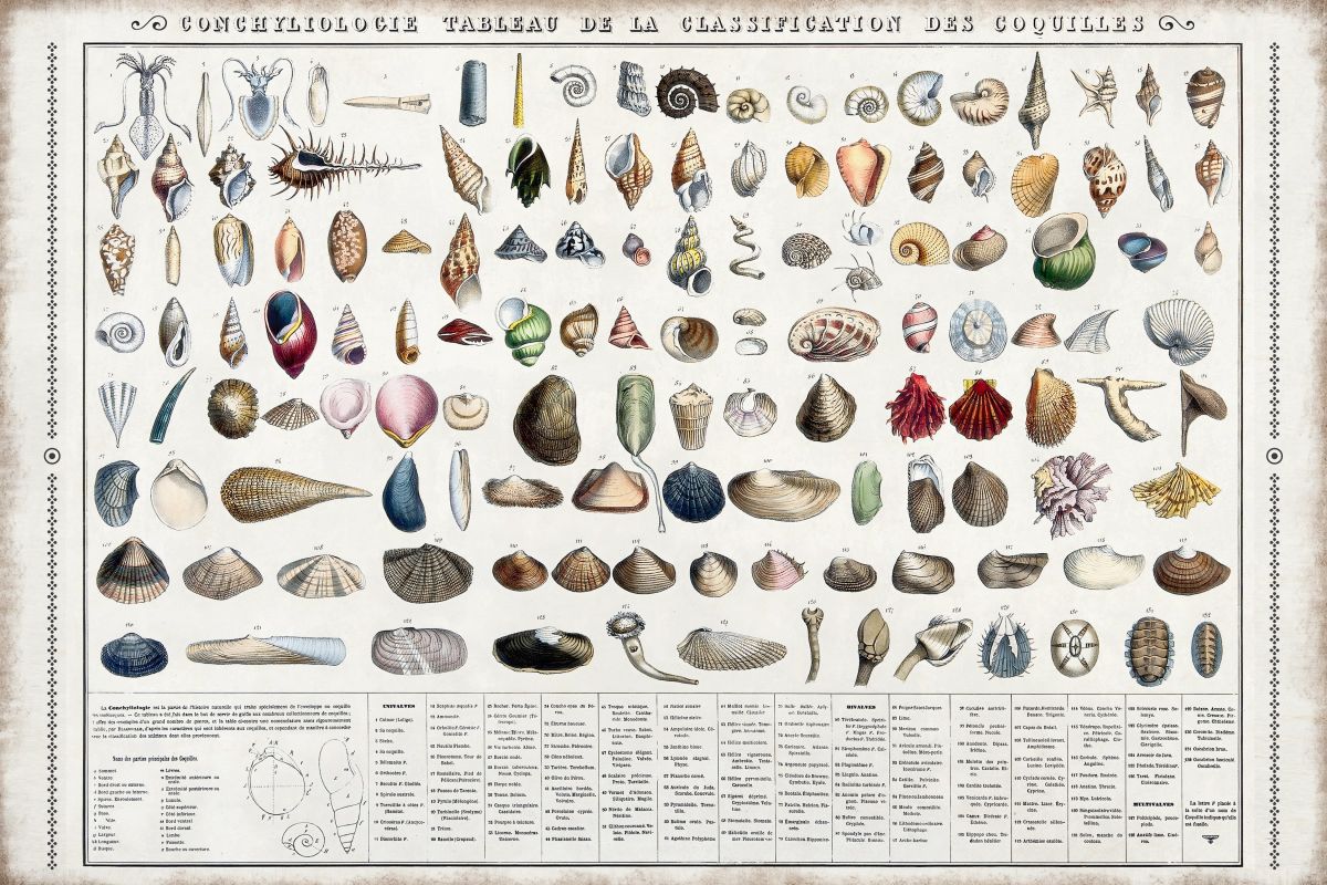 Conchology Shell Classification Table Wall Art