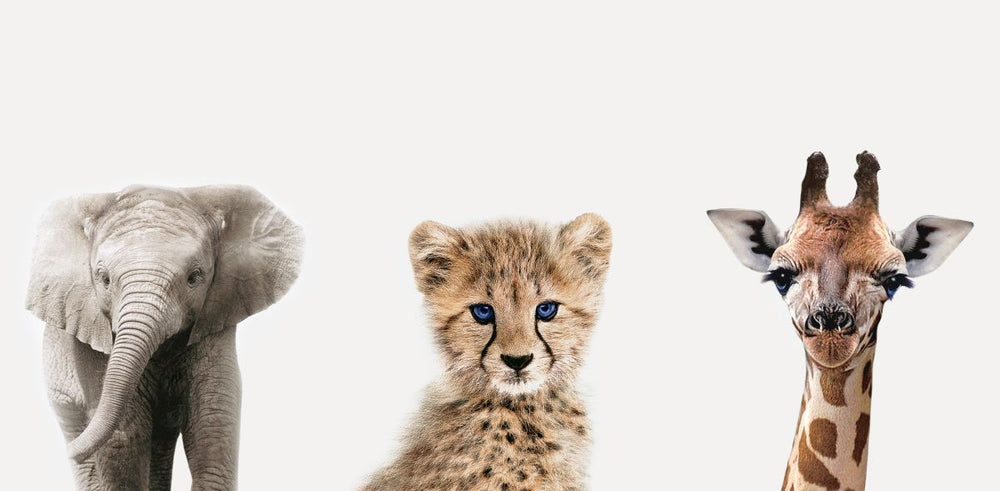 Baby Cheetah And Friends