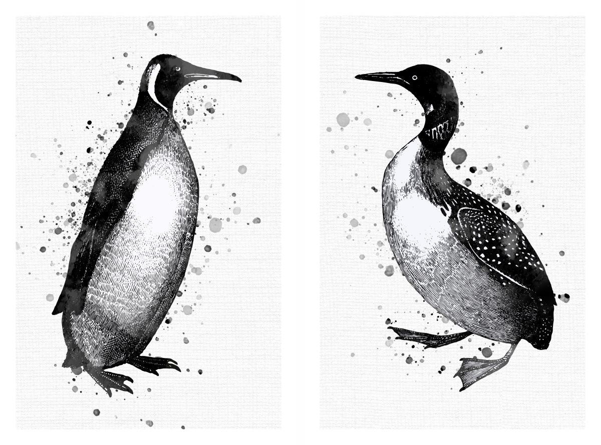 Tuxedo Penguins