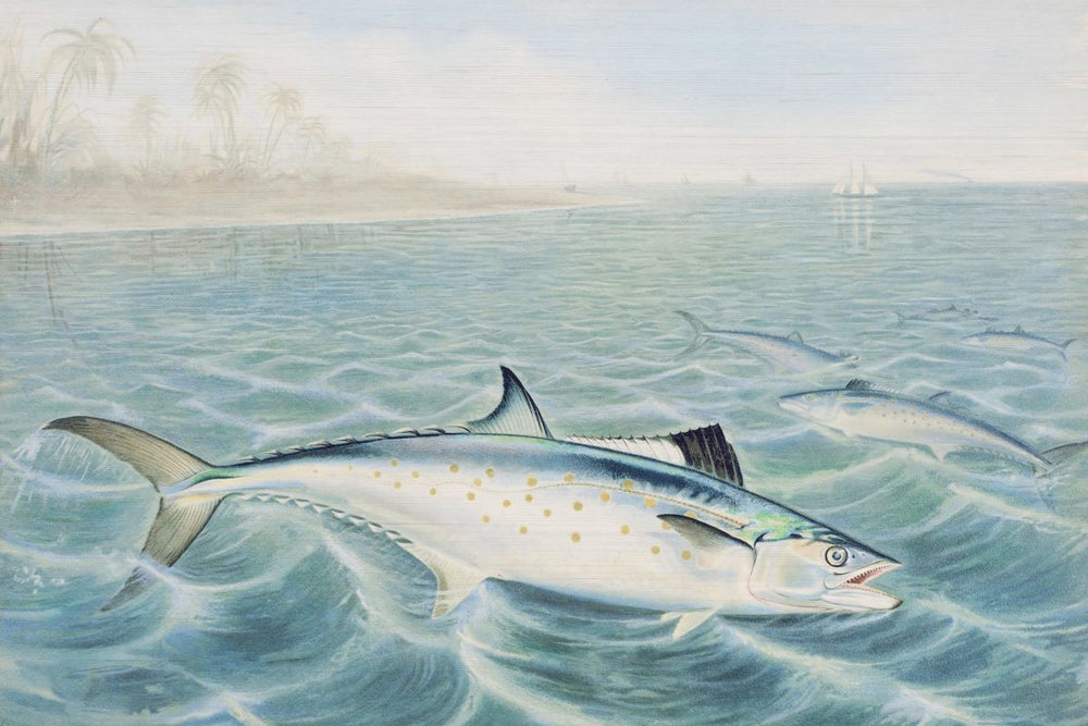 Vintage Red Drum Enhanced