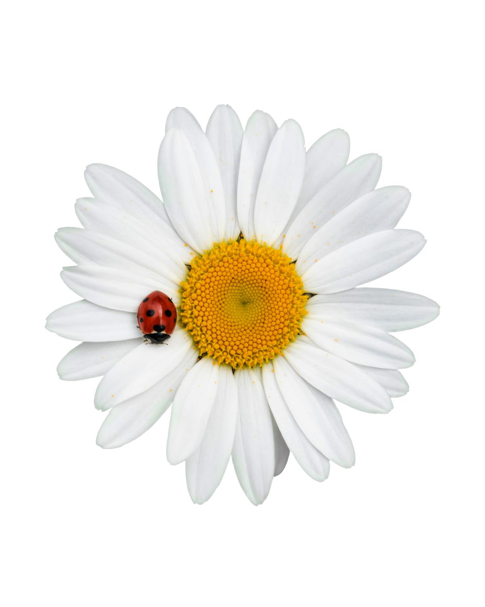 Ladybug On Daisy