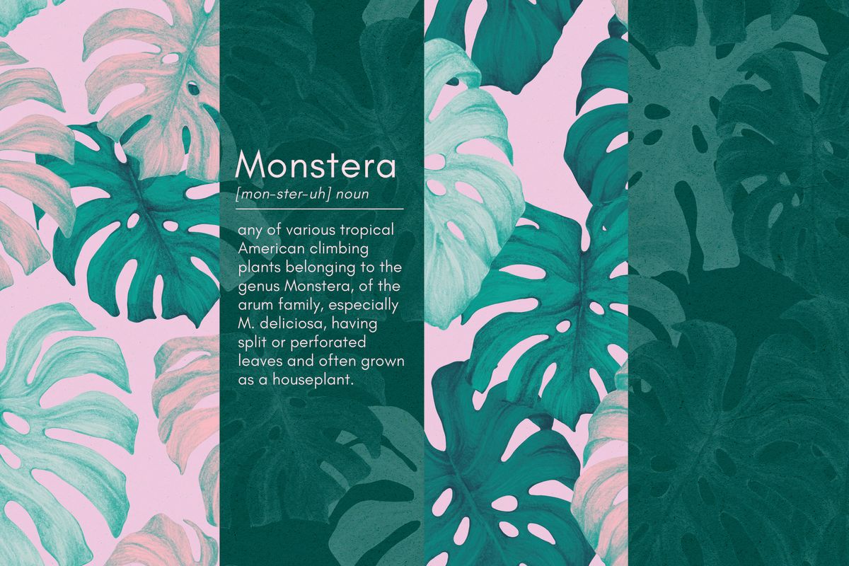 Monstera Definition