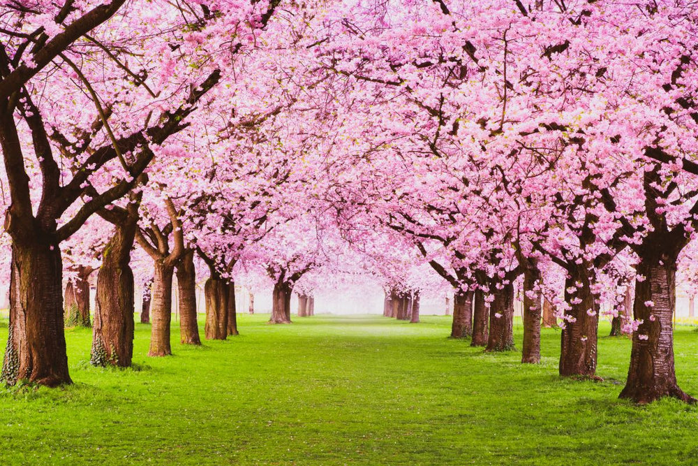 Cherry Blossom Grove