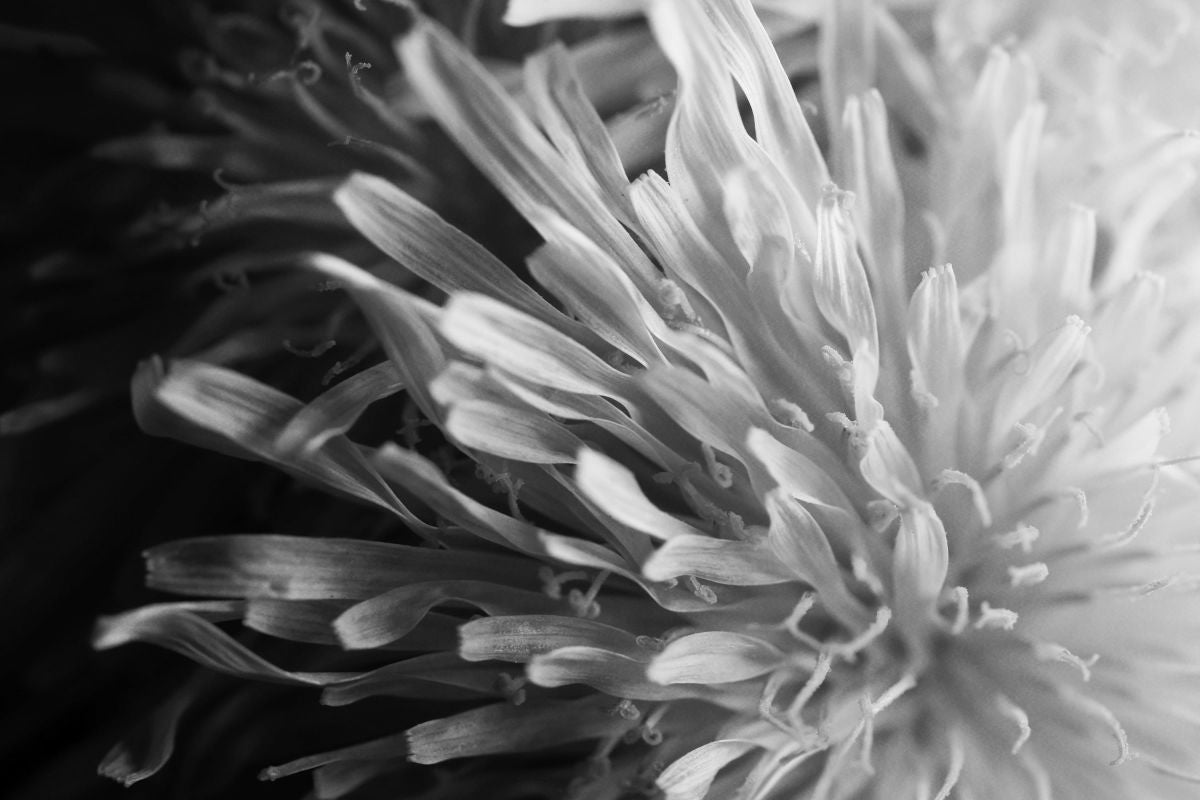 Gentle Bloom