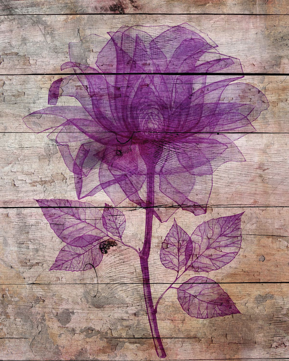Purple Rose On Wood