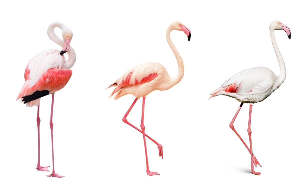 Flamingo Line Up