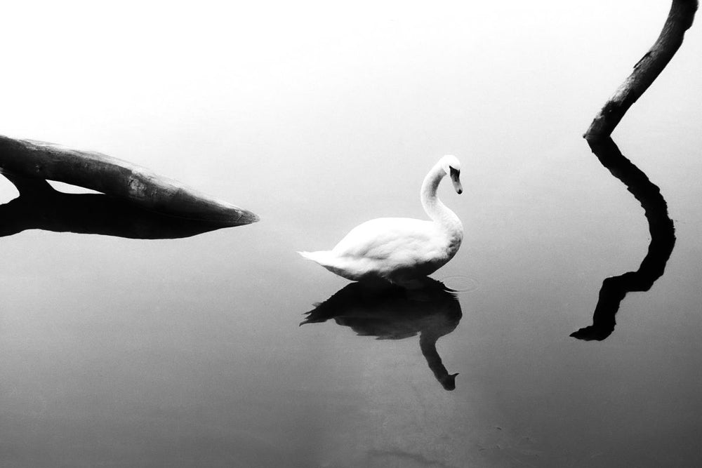 Swan Gliding In Silence