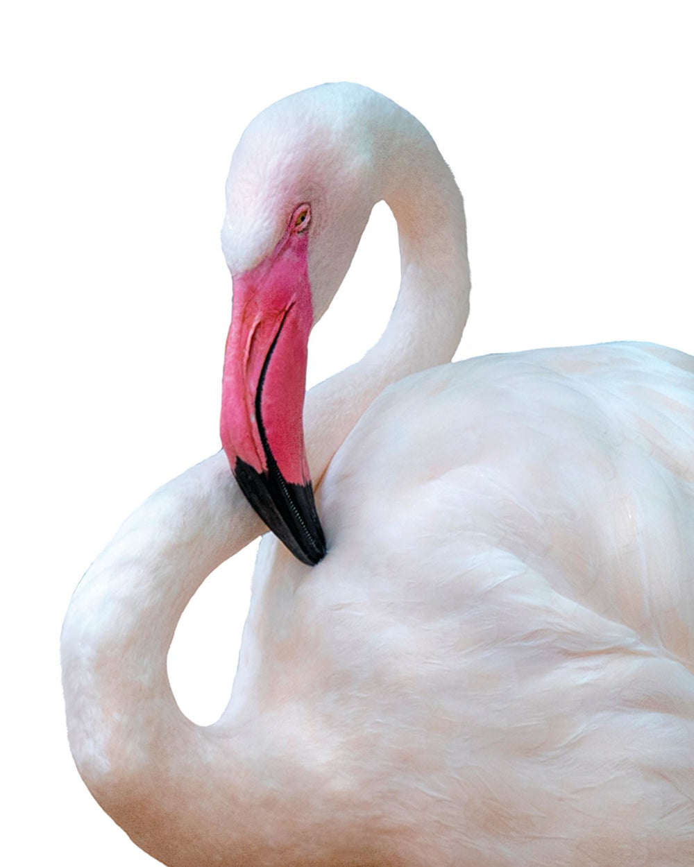 Single White Flamingo