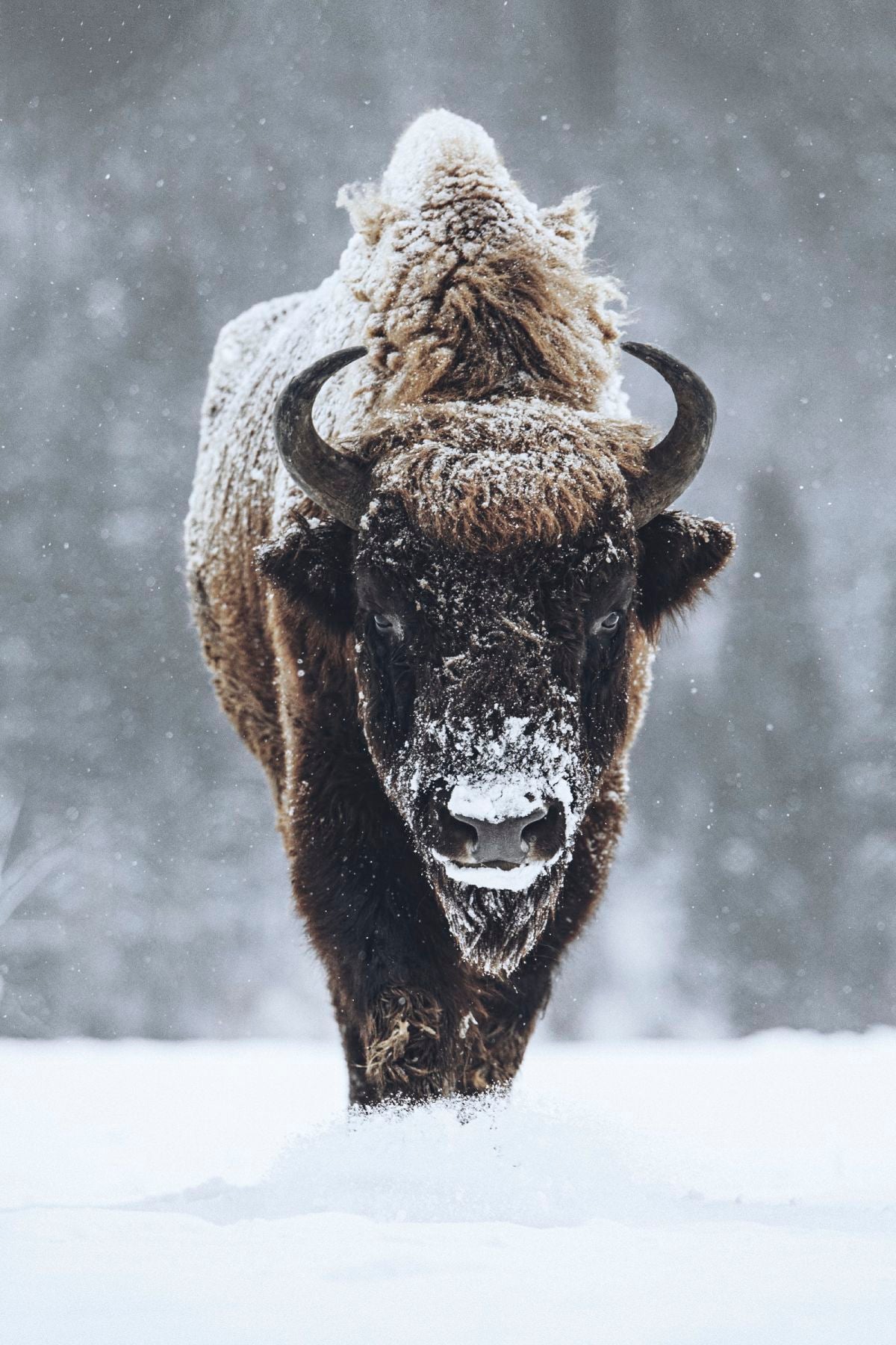 Bison Walking Alone