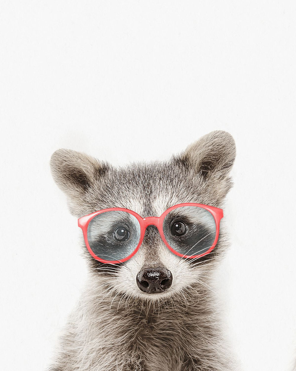 Four-Eyed Racoon