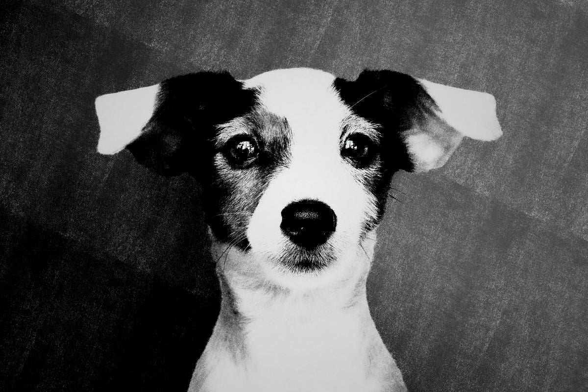 Jack Russell Terrier Portrait