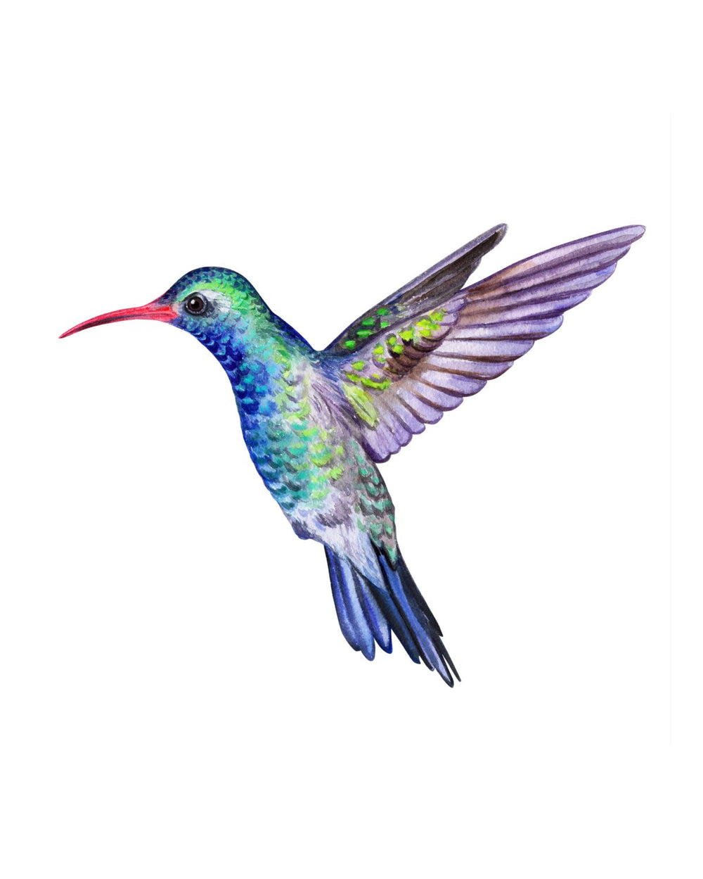Vivid Colored Hummingbird