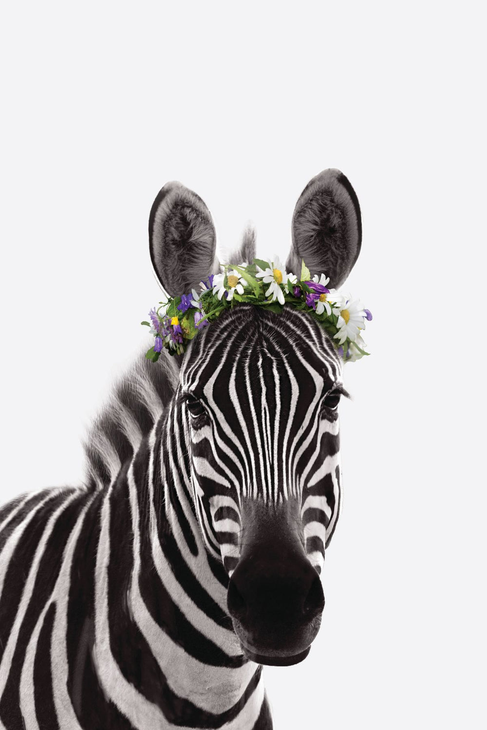 Flower Crown Zebra II