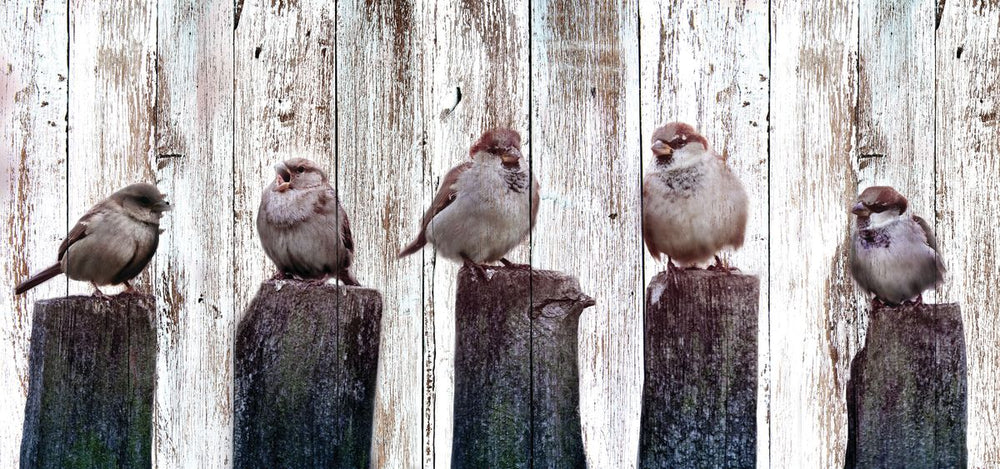 Rustic Sparrows