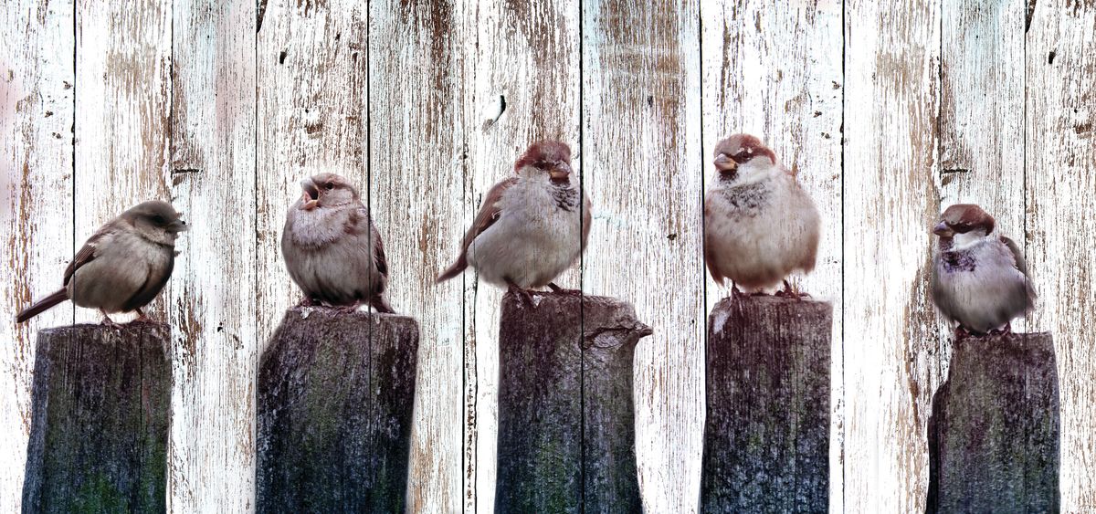 Rustic Sparrows