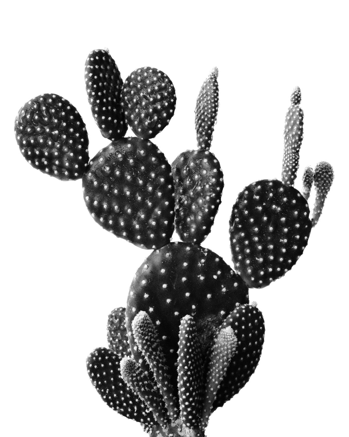 Prickly Spine Cactus