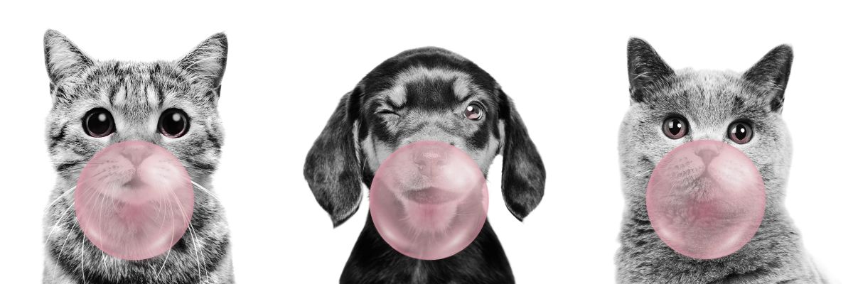 Bubble Gum Pet Animals