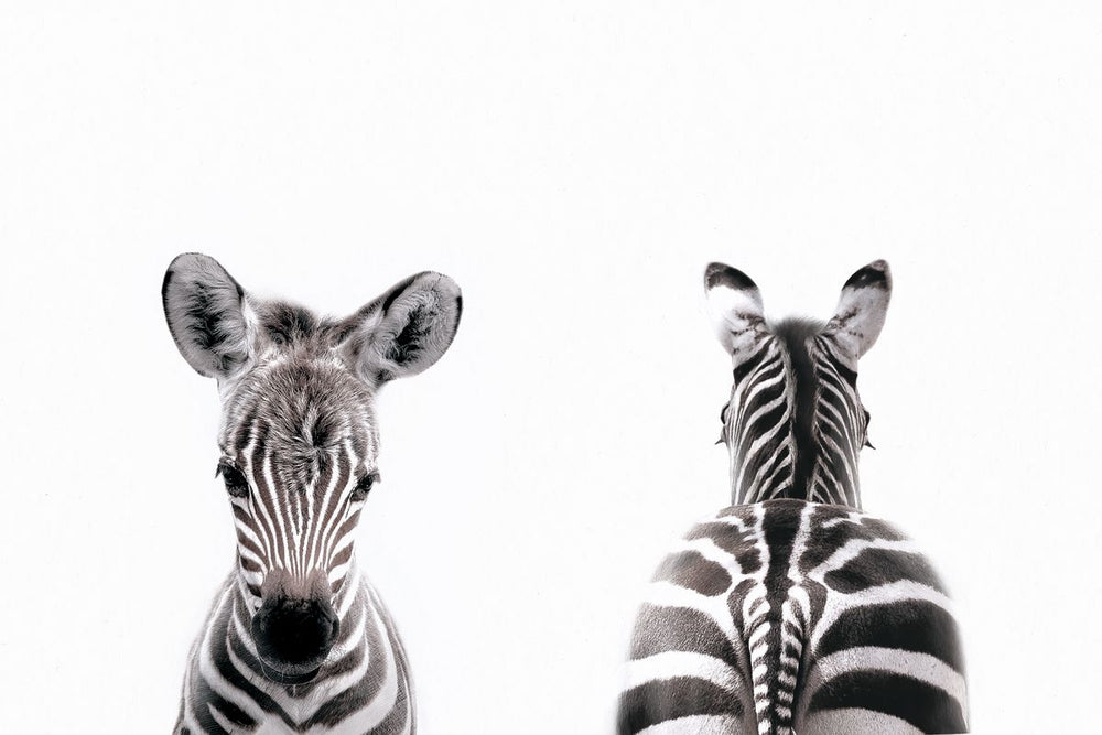 Zebra Front And Back Portrait