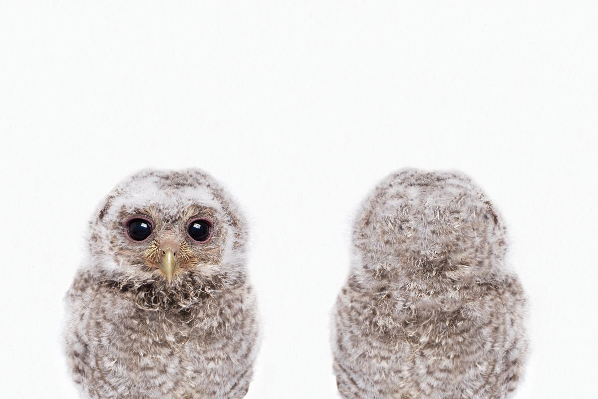 Owl Front And Back Portrait