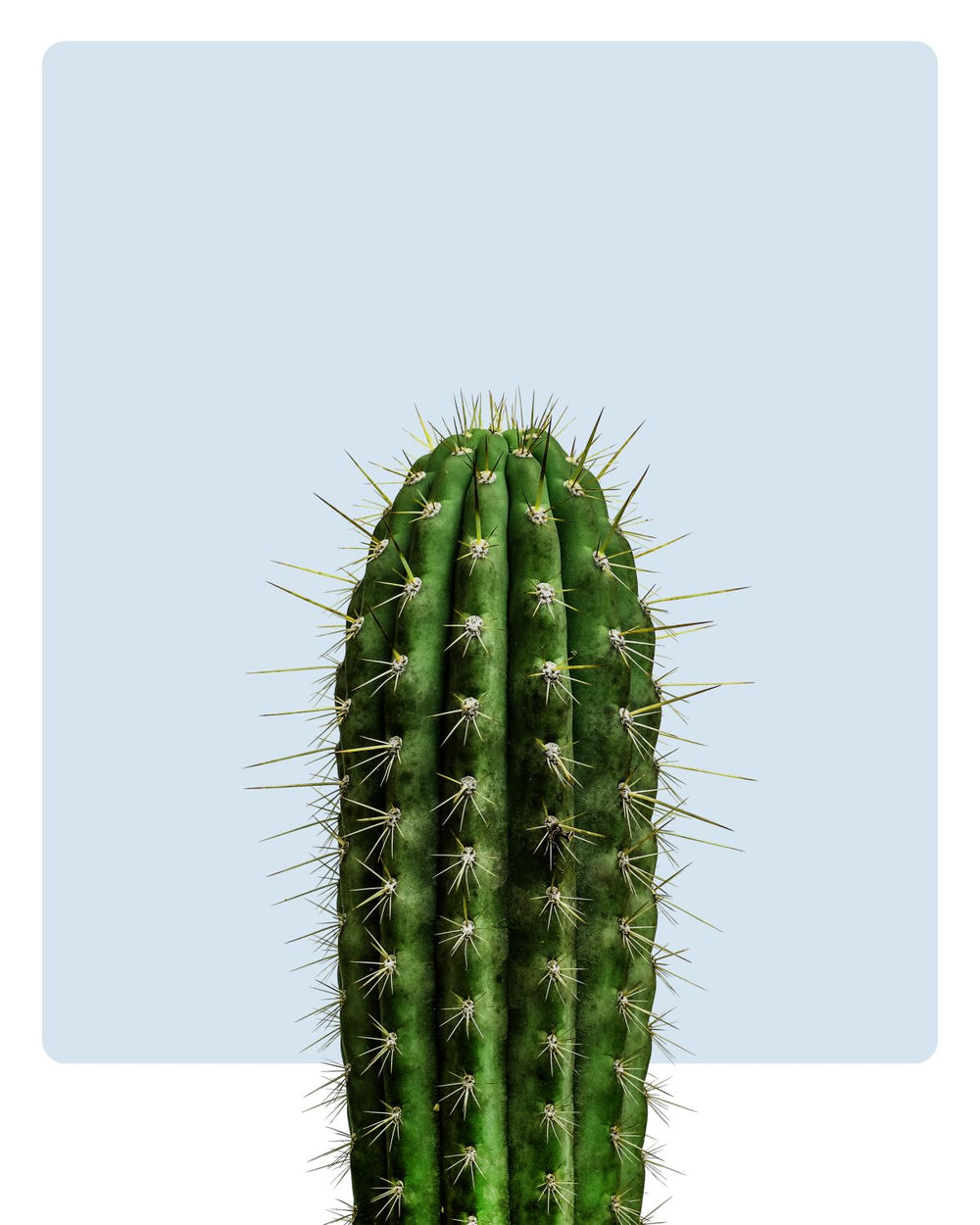 Spiny Green Cactus